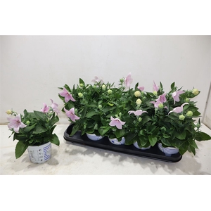 Platyco Gr Pst Pink
