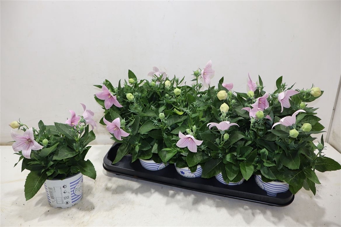 <h4>Platyco Gr Pst Pink</h4>