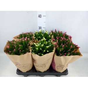 Schlumbergera   ...mix 3