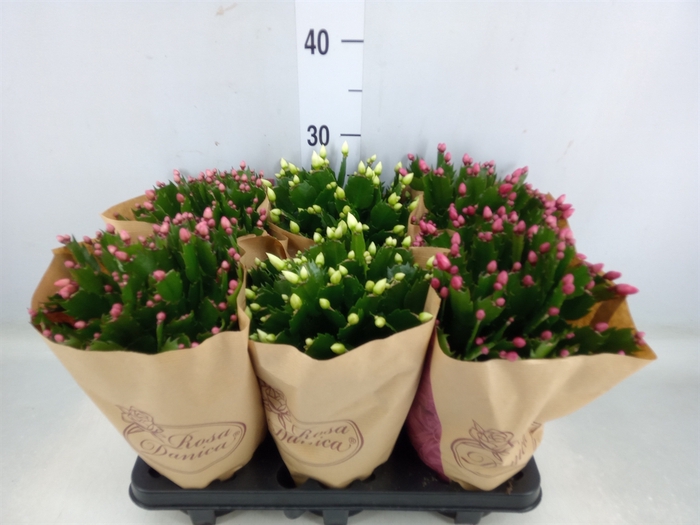 <h4>Schlumbergera   ...mix 3</h4>