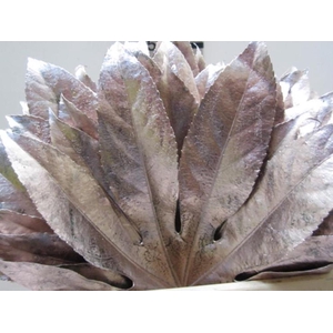 Aralia G Champagne