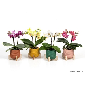 PHALAENOPSIS-HYBRID p6 E4207
