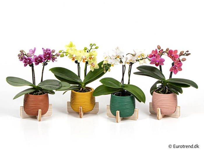 <h4>PHALAENOPSIS-HYBRID p6 E4207</h4>