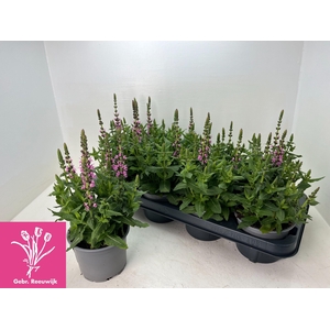 SALVIA NE SE DP ROSE