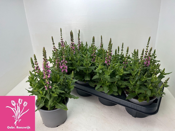 <h4>SALVIA NE SE DP ROSE</h4>