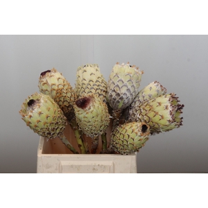 Protea Barbigera White No leaves