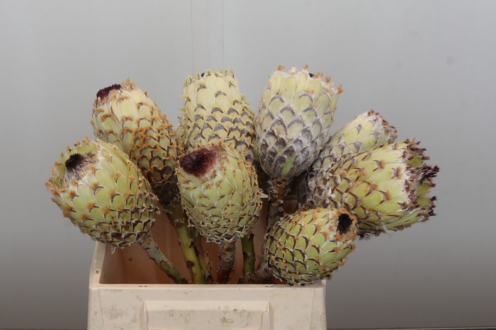 <h4>Protea Barbigera White No leaves</h4>