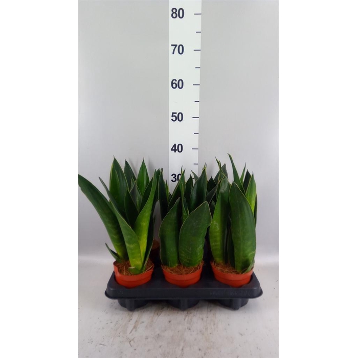 <h4>Sansevieria trifa.   ...</h4>