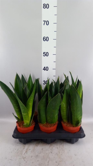 <h4>Sansevieria trifa.   ...</h4>