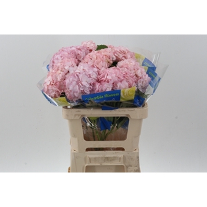 Hydr Light Pink Select