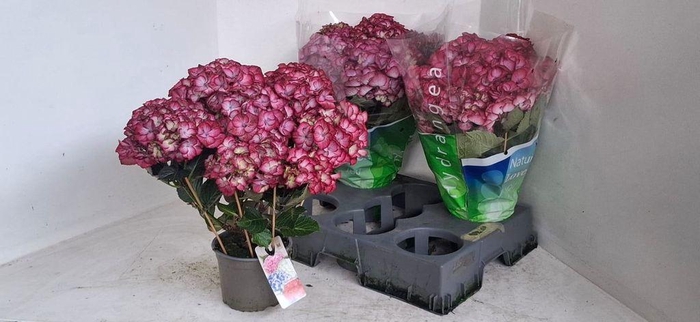 <h4>.Hydrangea macrophylla overig</h4>