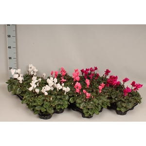 Cyclamen Super Serie Divers