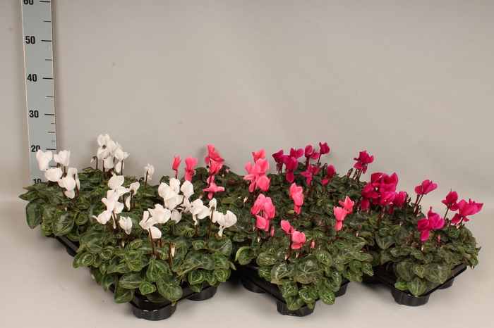 Cyclamen Super Serie Divers