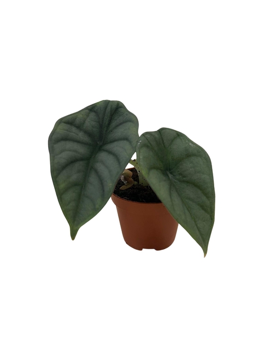 <h4>Alocasia Nebula</h4>