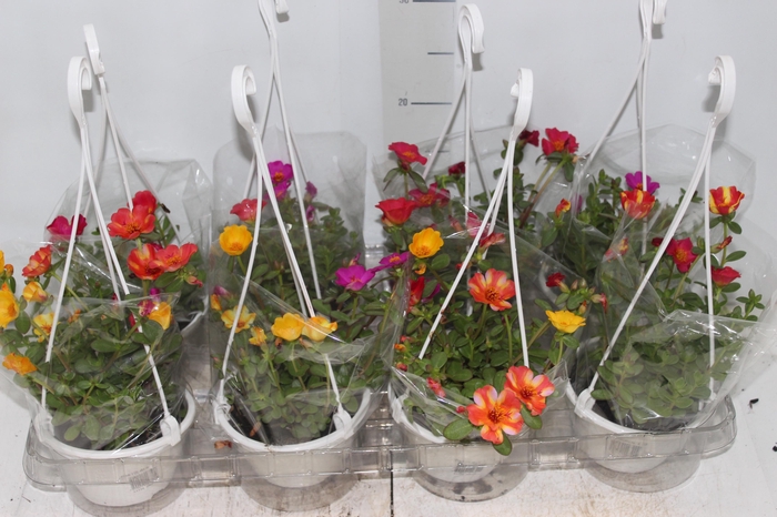 <h4>PORTULACA C13</h4>