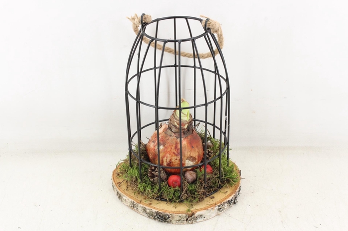 <h4>arr4 Amaryllis MB - Vogelkooi x5</h4>