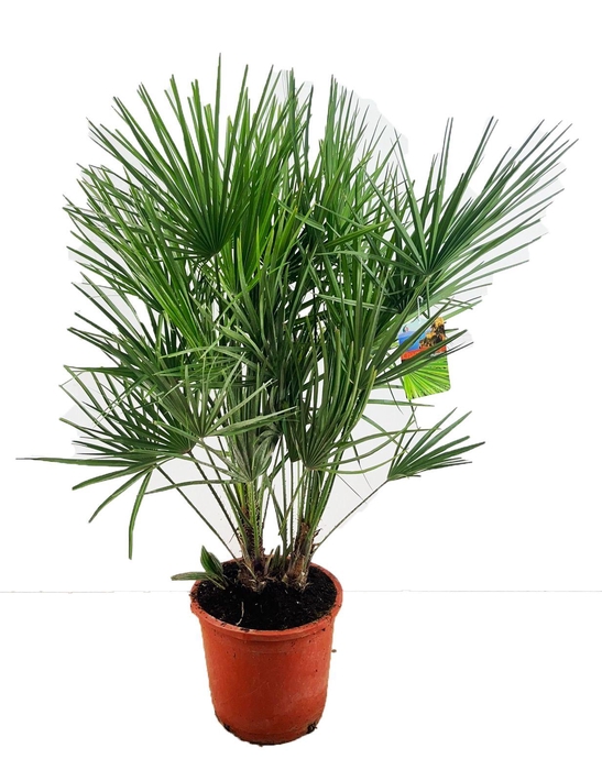<h4>Chamaerops humilis</h4>