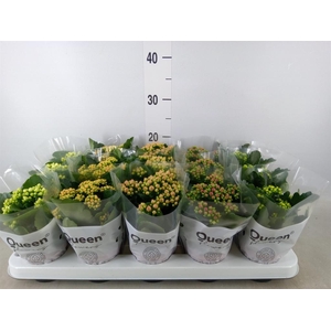 Kalanchoe blos.   ..rosebud mix  5