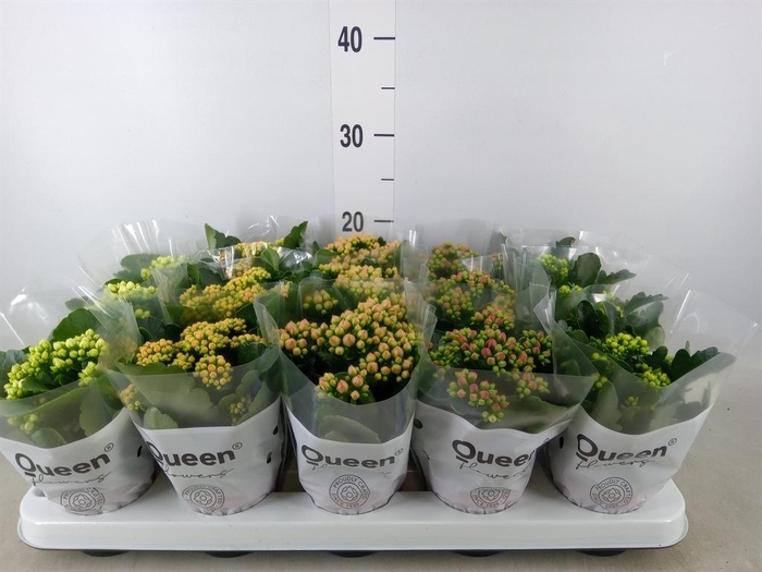 <h4>Kalanchoe blos. ..rosebud mix 5</h4>