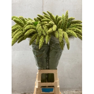 SETARIA IT GR PEARL