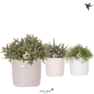 Kolibri Greens Rhipsalis mix in Stones pot mix