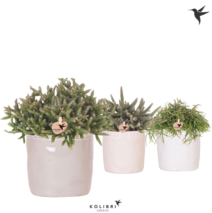 <h4>Kolibri Greens Rhipsalis mix in Stones pot mix</h4>