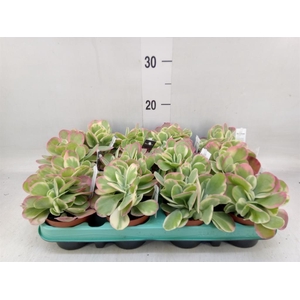 Kalanchoe NF thyrsiflora