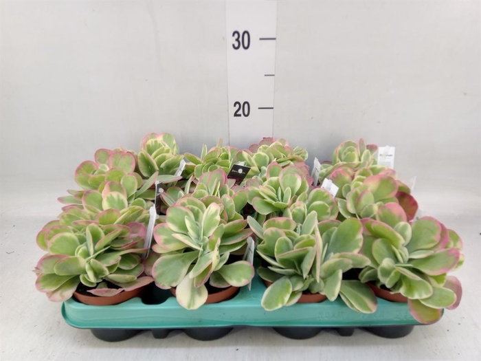 <h4>Kalanchoe NF thyrsiflora</h4>