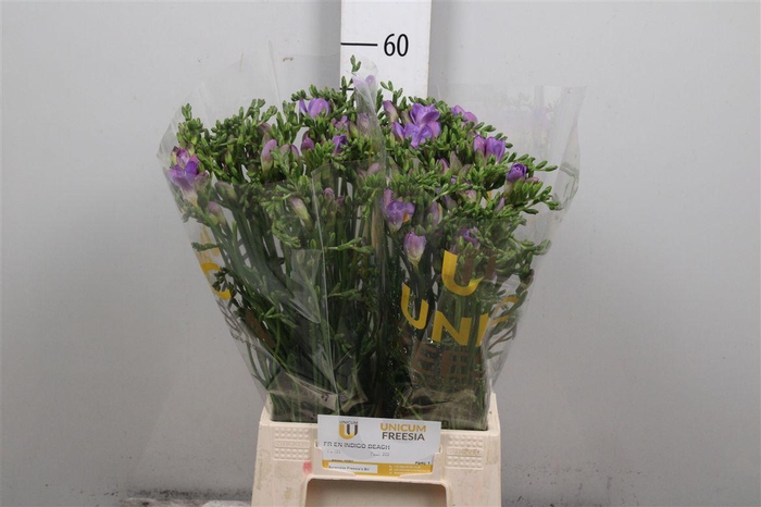 <h4>Fr En Indigo Beach</h4>