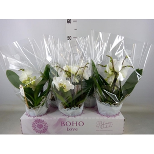 Phalaenopsis   ...white