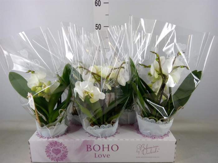 <h4>Phalaenopsis   ...white</h4>