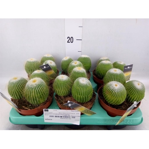 Cactus ...