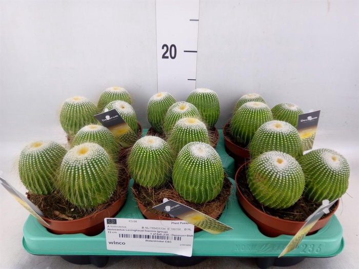 <h4>Cactus   ...</h4>