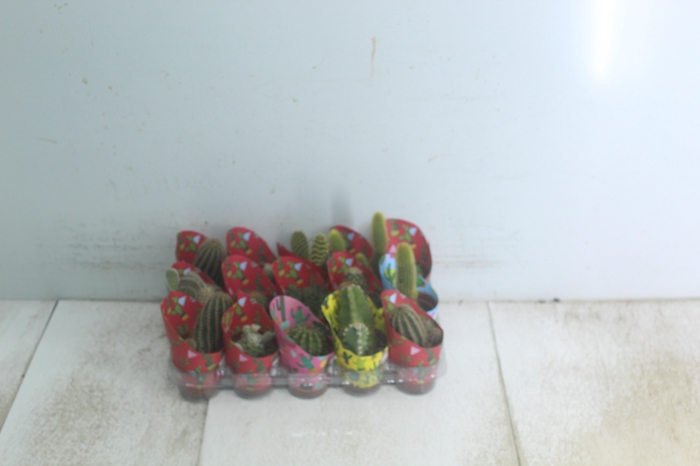 <h4>CACTUS MINI P06</h4>