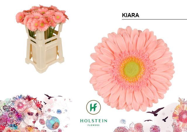 <h4>Gerbera large flowered 'Kiara'</h4>