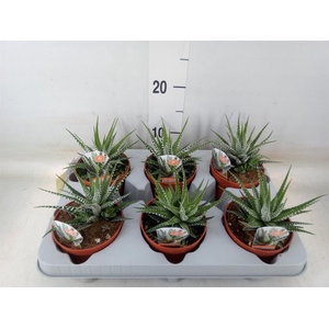 Haworthia fasciata 'Big Band'