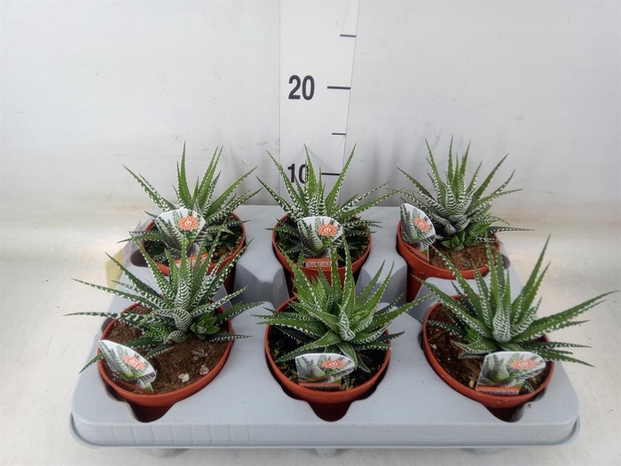 <h4>Haworthia fasciata 'Big Band'</h4>