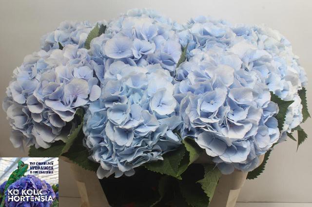 <h4>HYDR M CH VERENA BL</h4>