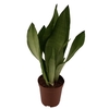 Sansevieria Moonshine