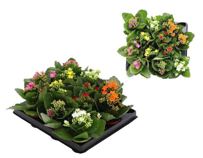 <h4>KALANCHOE BLOSSFELDIANA 'MINI' P6 MIX</h4>