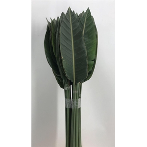 STRELIZIA LEAF