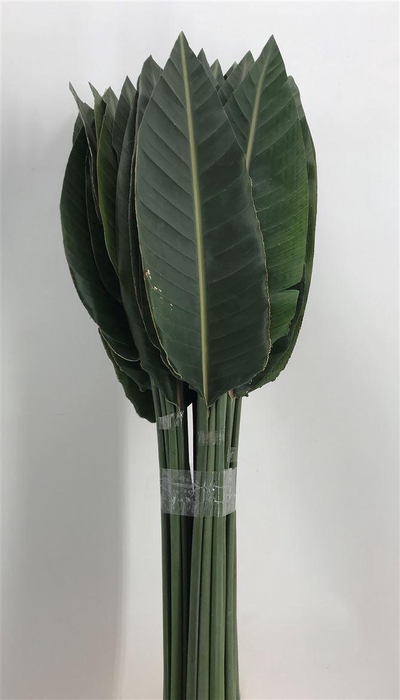 <h4>STRELIZIA LEAF</h4>