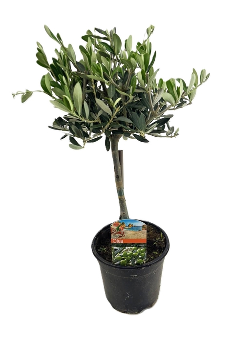 <h4>Olea europaea</h4>