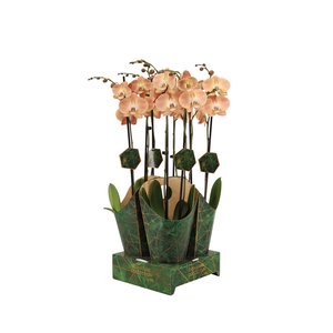 Signature Golden Nature Cover Phal Pumpkion 2T16+