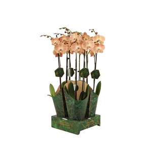 Signature Golden Nature Cover Phal Pumpkion 2T16+