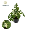 Monstera adansonii Monkey Japanese Tricolour 14Ø 2