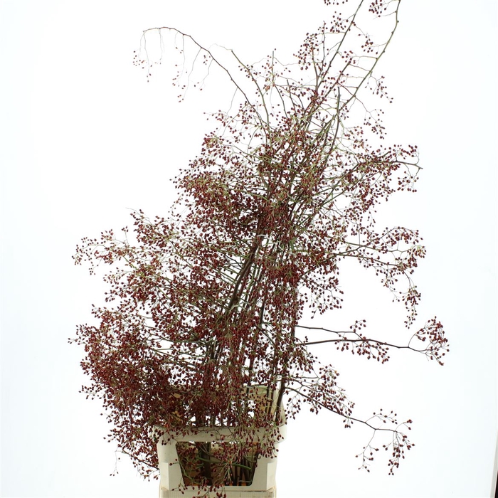 <h4>Rosa Corallo</h4>