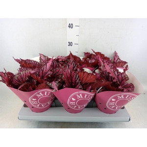 Begonia BD 'Caribbean Night'