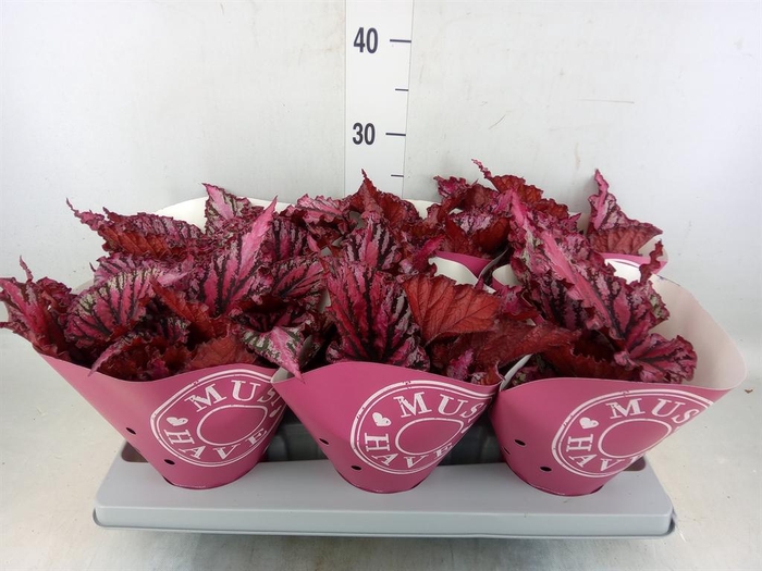 <h4>Begonia BD 'Caribbean Night'</h4>