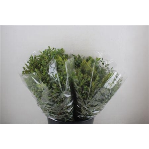 EUCA PARVIFOLIA SHORT 150GR P BUNCH
